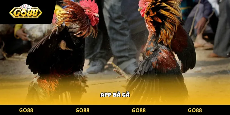 app đá gà